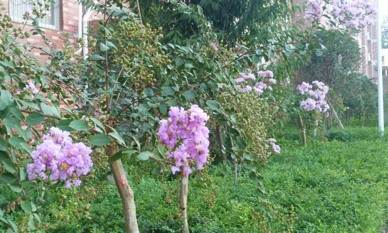 繁花似锦